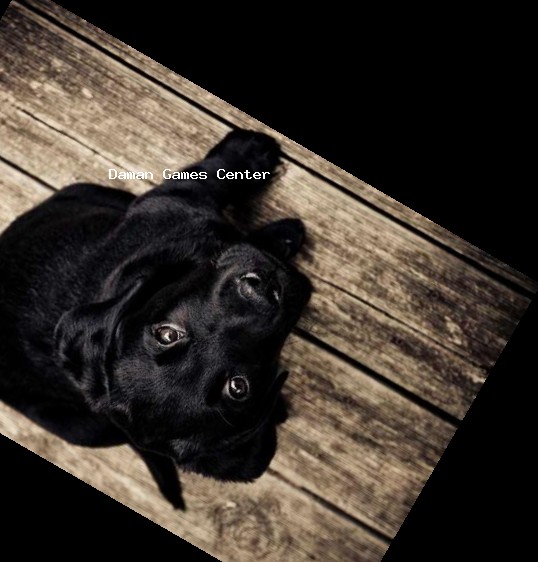 Premium Marriage Rummy gameplay on mobile device